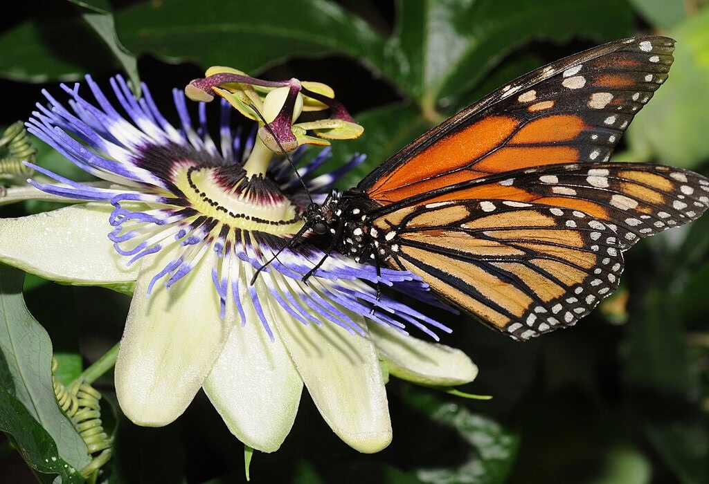 A Monarch butterfly sits on a colorful flower in a vibrant garden, showing the beauty of nature in Mexico.
