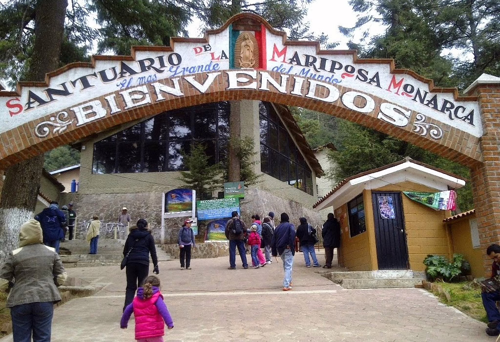 monarch butterflies of mexico (monarch butterflies in mexico)