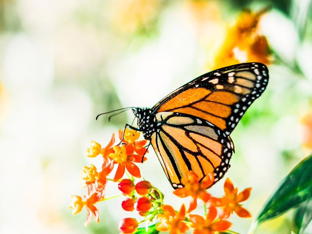Guía del Santuario de Mariposas de México