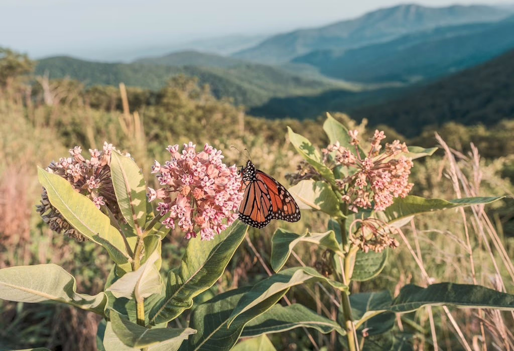 Butterfly Sanctuary Mexico
