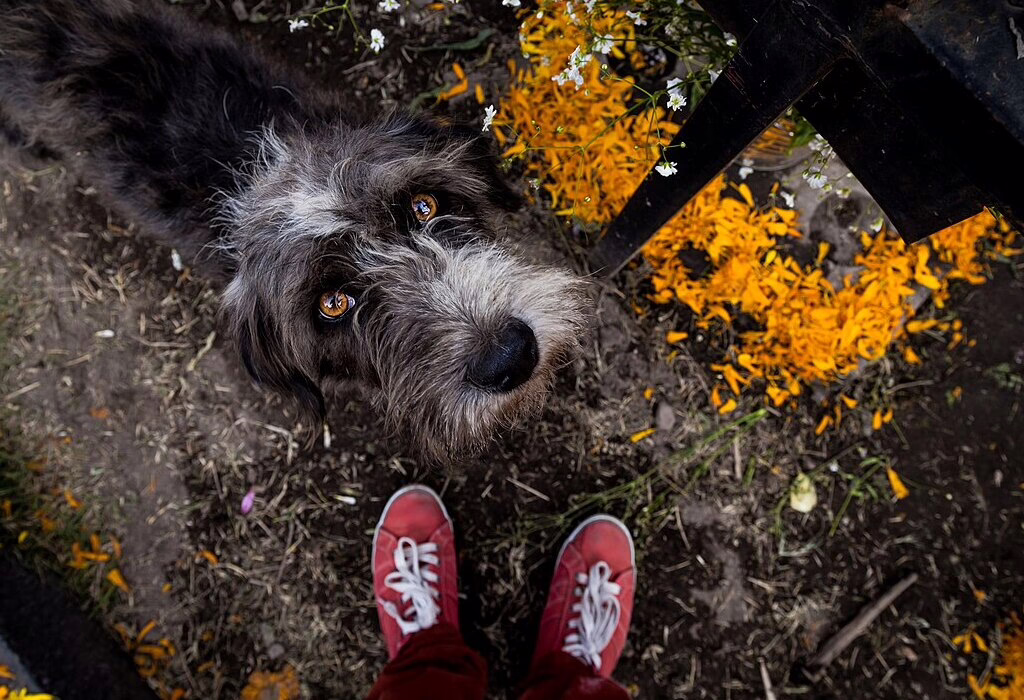 Dog with bright eyes looking up beside marigold petals in Mixquic during Day of the Dead celebration.