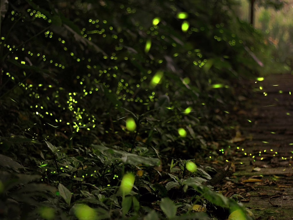 Luciérnagas de noche: Un viaje mágico por la naturaleza mexicana
