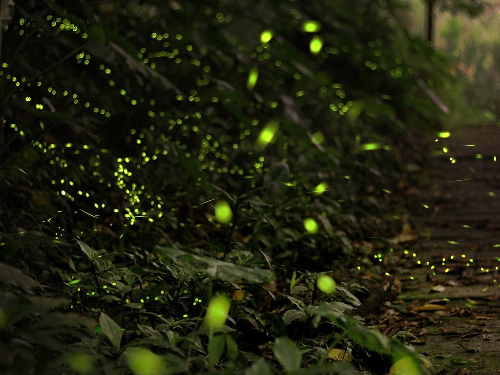 Fireflies in Mexico: A Magical Journey Through Mexican Nature