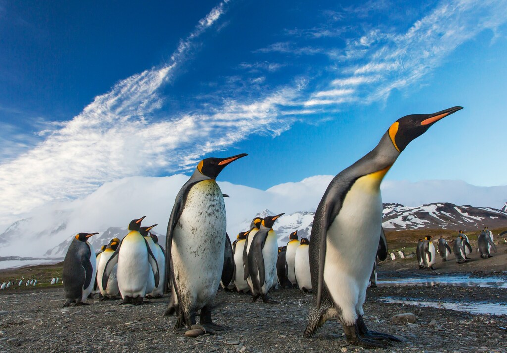 Penguin World Day: A Call to Action for the Protection of Our Charismatic Birds