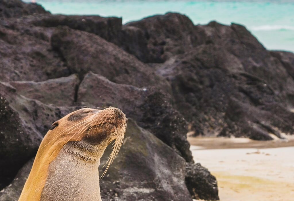 Un leone marino si crogiola al sole, offrendo un'esperienza ravvicinata della fauna selvatica lungo la costa.