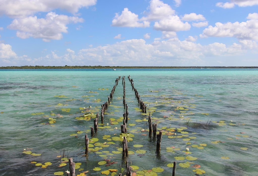 Le ninfee galleggiano pacificamente su una laguna incontaminata, creando una serena esperienza di vita selvaggia.