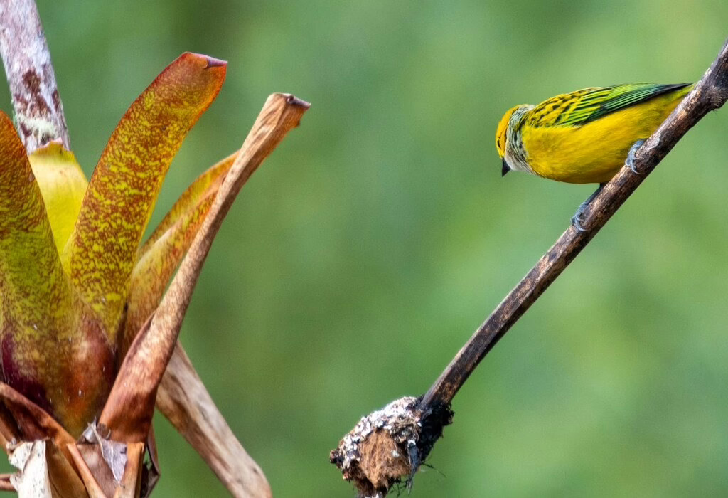Un uccello colorato appollaiato delicatamente su un ramo.