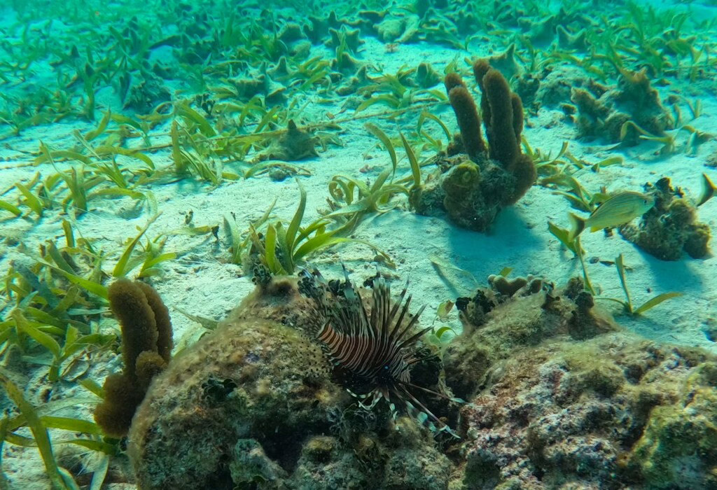 esperienze di fauna selvatica