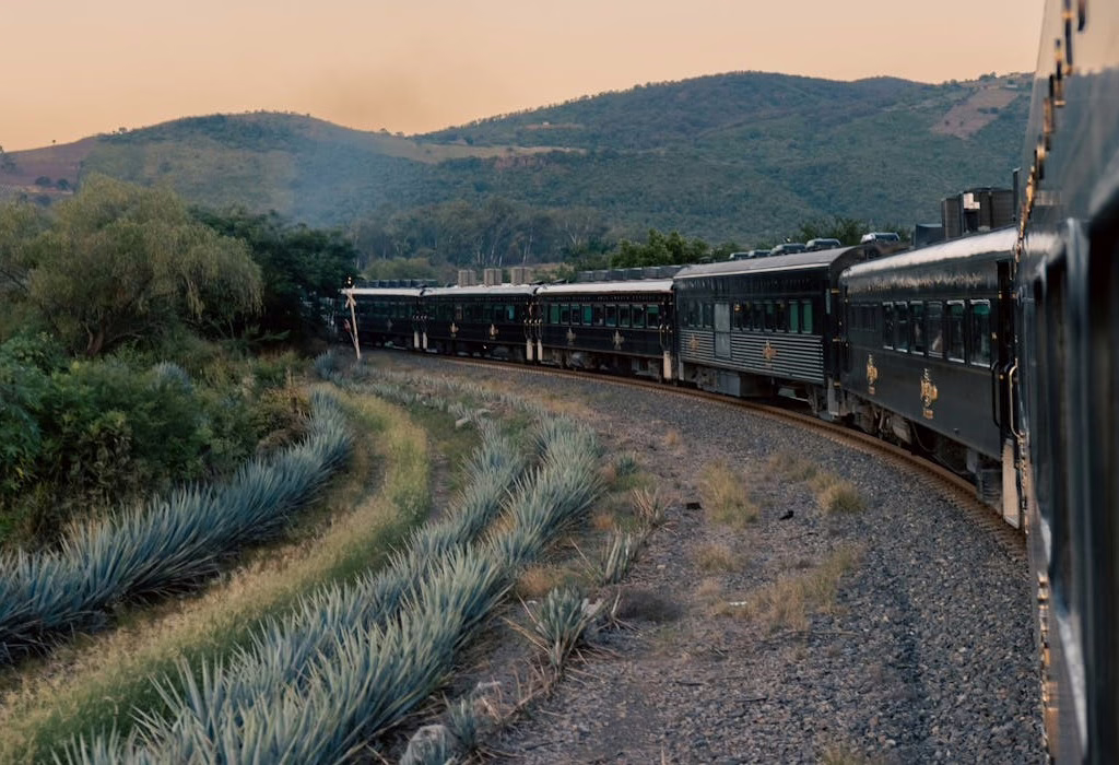 tourist train traveling through agave fields.