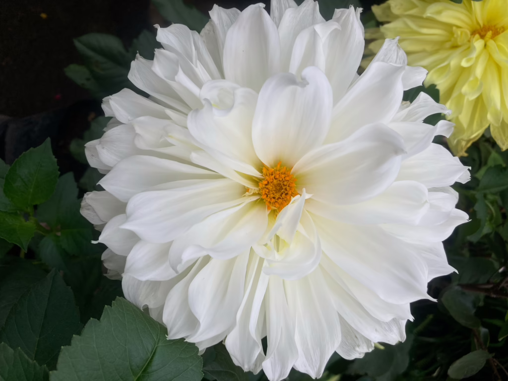 White dahlia flower in bloom, the national flower of Mexico