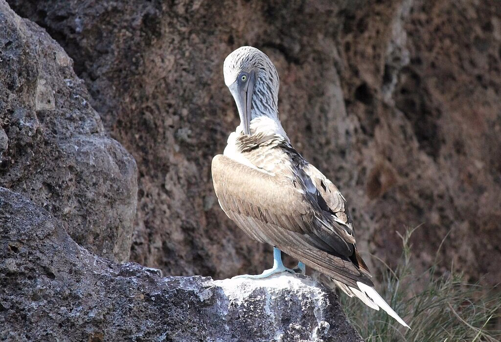 Blue-footed booby perched on volcanic rock at Marietas Island near Puerto Vallarta, inside a protected natural reserve