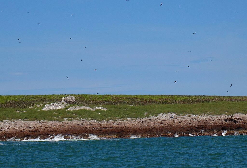 Seabirds flying over the flat landscape of Marietas Island near Puerto Vallarta, part of a protected natural area