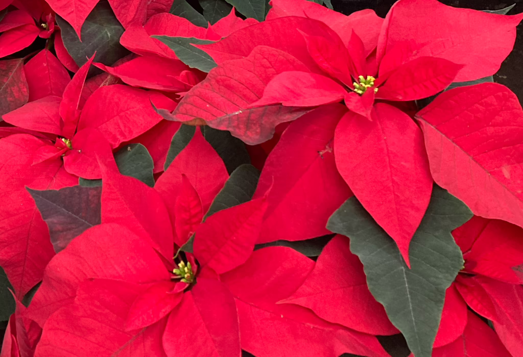 Red poinsettia flowers native to Mexico, known locally as Nochebuena