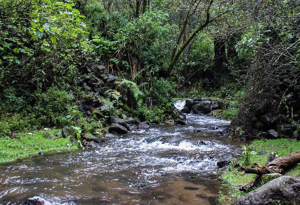 Small river flowing through green forest with rocks and trees in Desierto de los Leones National Park