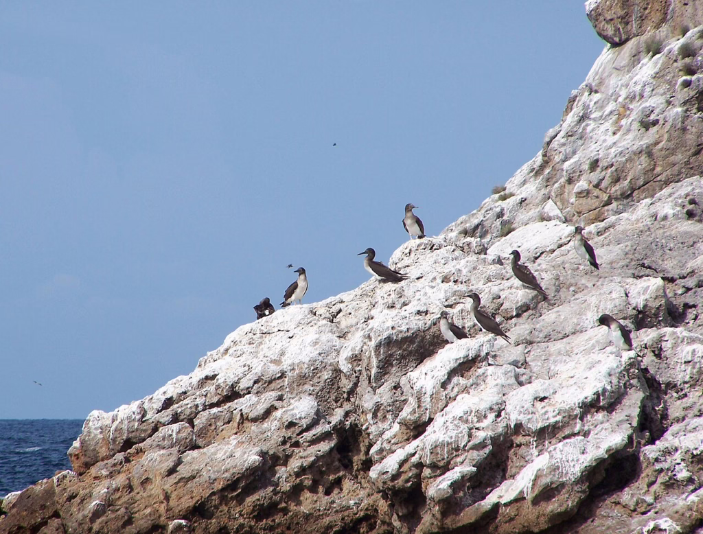 Seabirds nesting on rocky cliffs at Marietas Island near Puerto Vallarta, part of the protected Marietas Islands National Park