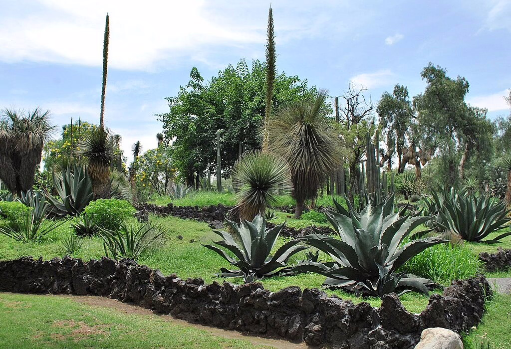 Cactus and agave garden at the UNAM Botanical Garden in Mexico City