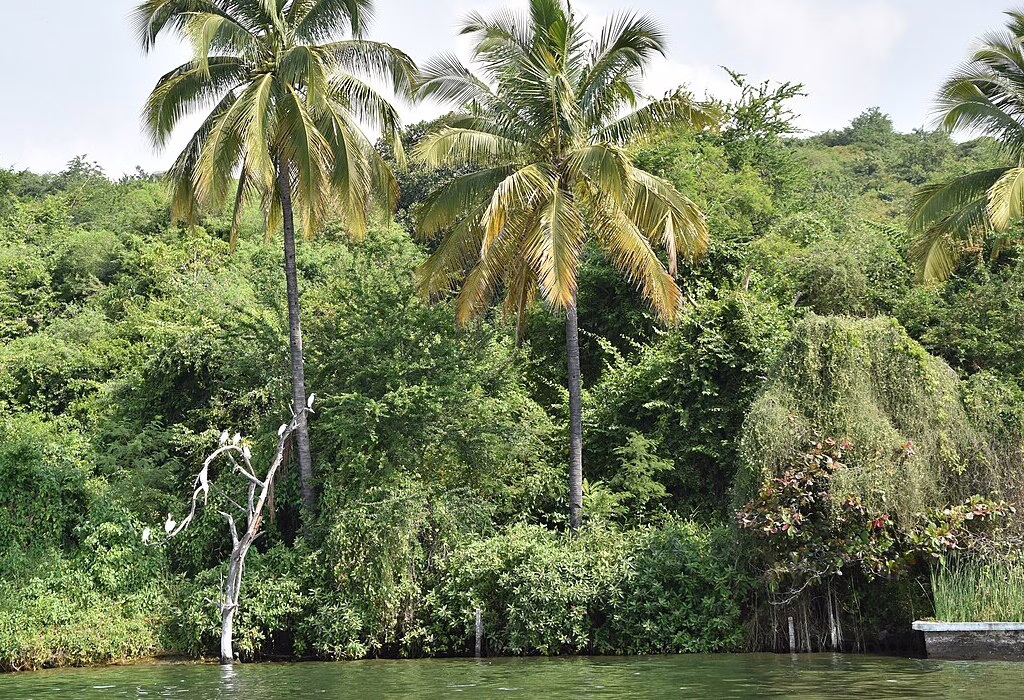 Tropical vegetation with tall palm trees and white birds perched on a branch along the green waters of Lake Tequesquitengo in Morelos.