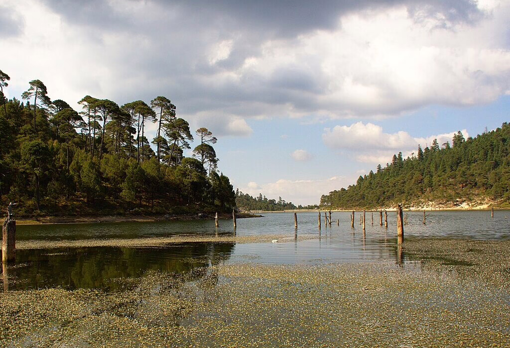 View of Presa Iturbide's calm water surface covered with aquatic plants, featuring dead tree trunks rising from the lake and a dense pine forest on the hills under a cloudy sky.
