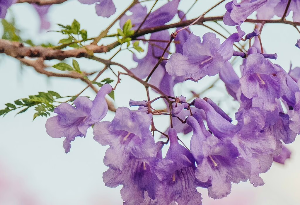 Purple jacaranda flowers blooming in Mexico during spring