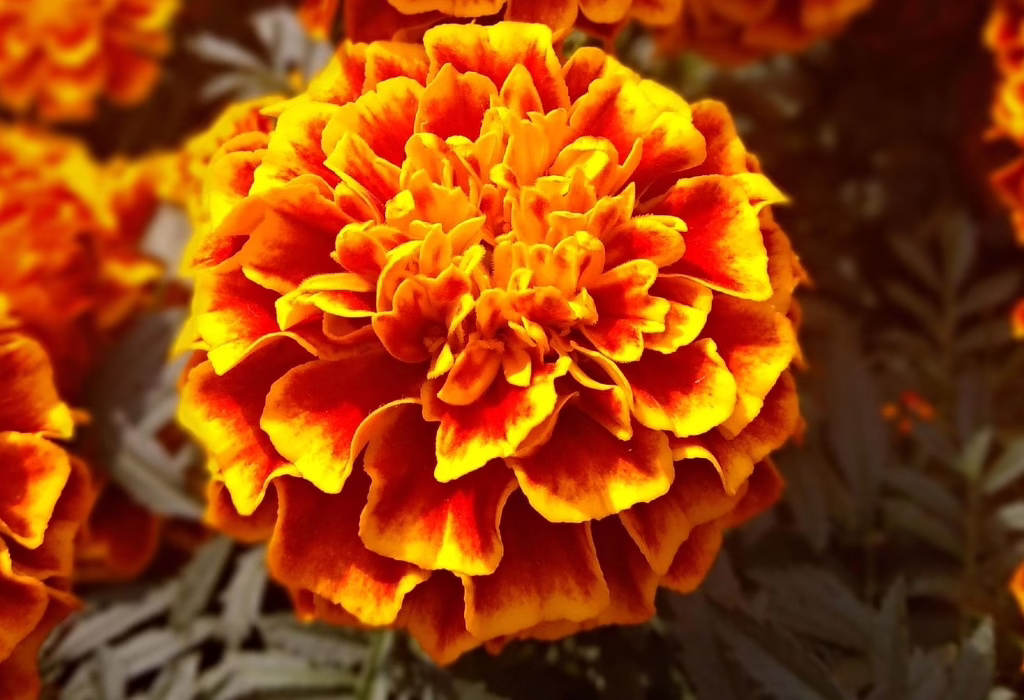 Close-up of a vibrant cempasúchil flower, an iconic flower of Mexico used during Day of the Dead