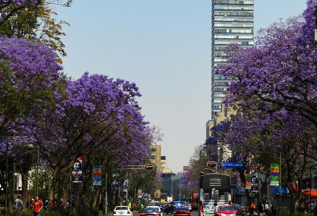 Jacaranda trees blooming along Paseo de la Reforma in Mexico City during spring