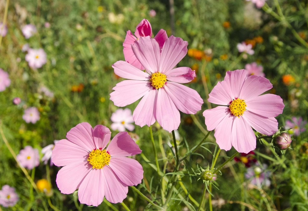 Flowers of Mexico: Meaning and When to See It